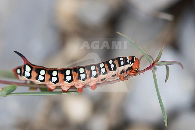 Hyles euphorbiae - Spurge Hawk-Moth - Wolfsmilchschwärmer, Kyrgyzstan, larva stock-image by Agami/Ralph Martin,
