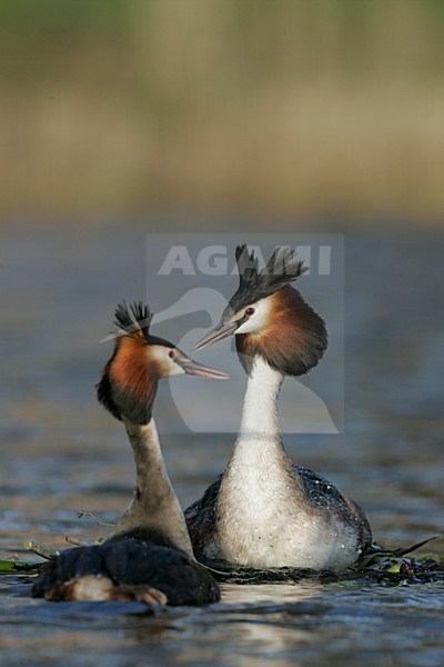 Futen baltsend; Great Crested Grebes displaying stock-image by Agami/Menno van Duijn,