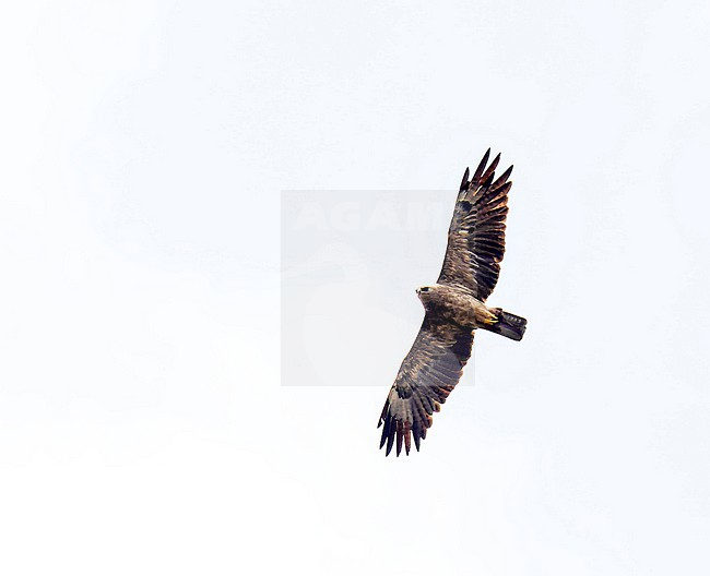 Wahlberg's eagle (Hieraaetus wahlbergi) in flight in Uganda. stock-image by Agami/Dani Lopez-Velasco,