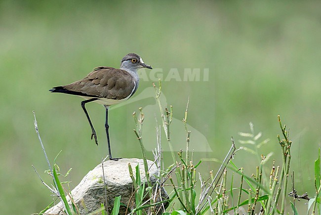 rouwkievit staat op rots; Senegal Lapwing standing on rock; stock-image by Agami/Walter Soestbergen,