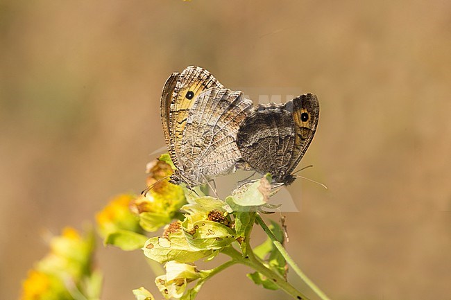Grayling mating at flower stock-image by Agami/Theo Douma,