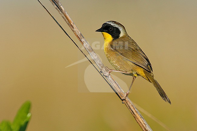 Adult male
Okeechobee Co., FL
April 2007 stock-image by Agami/Brian E Small,