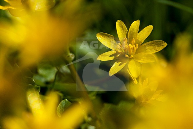 Close-up van bloeiend Speenkruid, Close up of flowering Lesser Celandine stock-image by Agami/Wil Leurs,