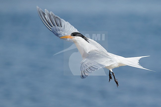 Adult Elegant Tern (Thalasseus elegans) in breeding plumage at San Diego County, California, USA in May 2016. stock-image by Agami/Brian E Small,