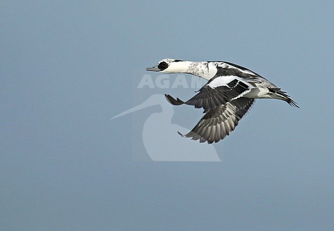 Smew (Mergellus albellus), second-winter in flight, seen from the side, showing upper wing. stock-image by Agami/Fred Visscher,
