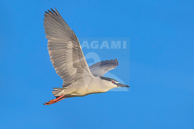 Adult Black-crowned Night Heron, Nycticorax nycticorax, in Italy. stock-image by Agami/Daniele Occhiato,