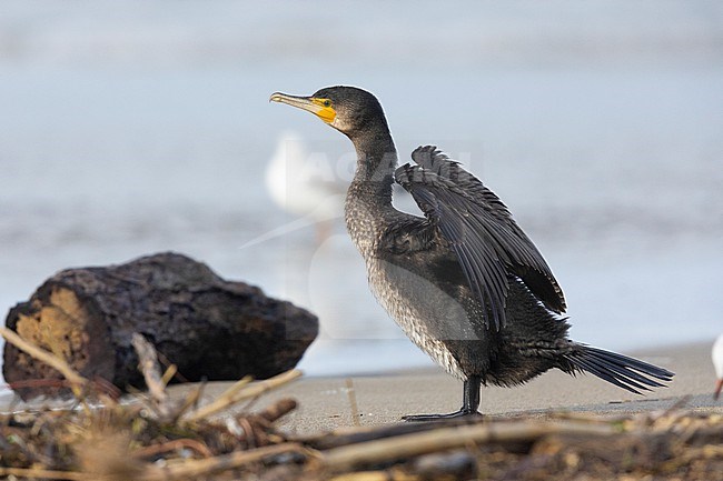 Continental Great Cormorant (Phalacrocorax carbo sinensis), side view of a juvenile standing on the shore, Campania, Italy stock-image by Agami/Saverio Gatto,