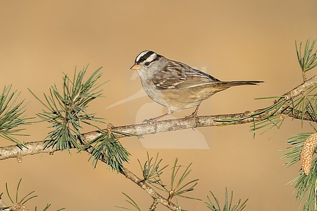 Adult 
Santa Barbara Co., CA
November 2022 stock-image by Agami/Brian E Small,