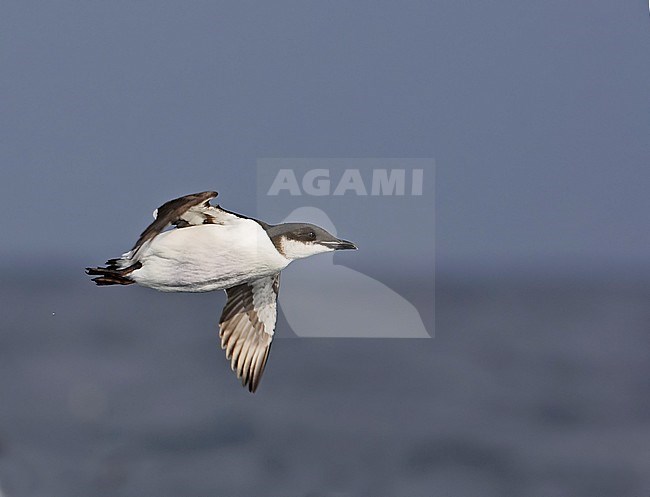 Brûnnich's Guillemot (Uria lomvia) in winterplumage in flight, Norway April 2006 stock-image by Agami/Markus Varesvuo,