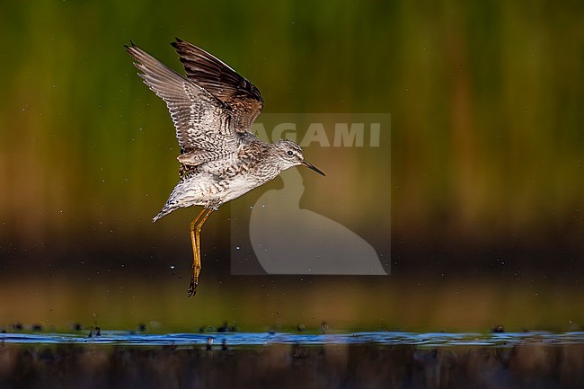 Wood Sandpiper (Tringa glareola) in Italy. stock-image by Agami/Daniele Occhiato,