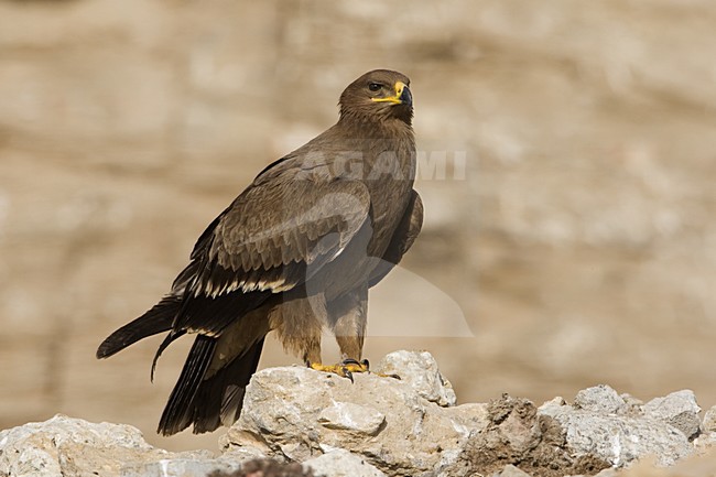 Onvolwassen Steppearend in zit; Immature Steppe Eagle perched stock-image by Agami/Daniele Occhiato,