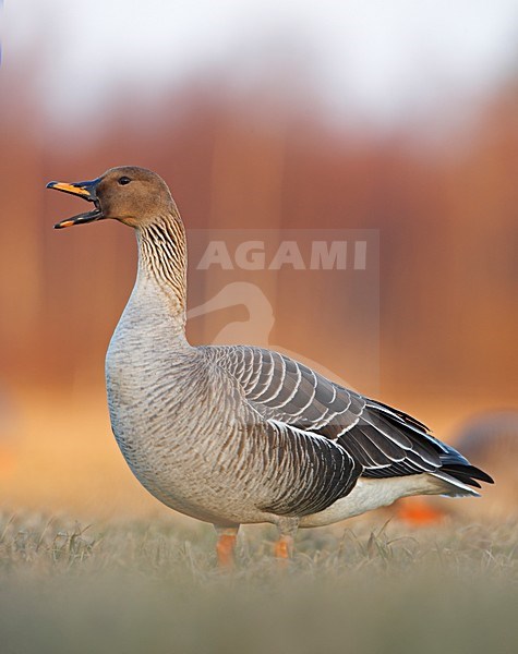 Taiga Rietgans in een veld; Taiga Bean Goose in a field stock-image by Agami/Markus Varesvuo,