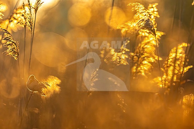 Common Reed Bunting (Emberiza schoeniclus) in Italy. stock-image by Agami/Daniele Occhiato,
