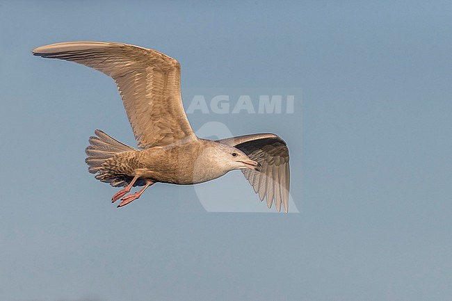 Grote Burgemeester, Glaucous Gull, Larus hyperboreus stock-image by Agami/Daniele Occhiato,