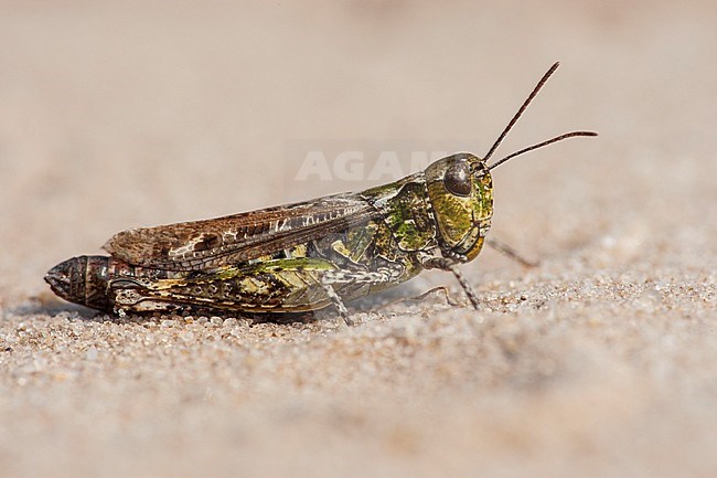 Mottled Grasshopper, Knopsprietje, Myrmeleotettix maculatus stock-image by Agami/Wil Leurs,