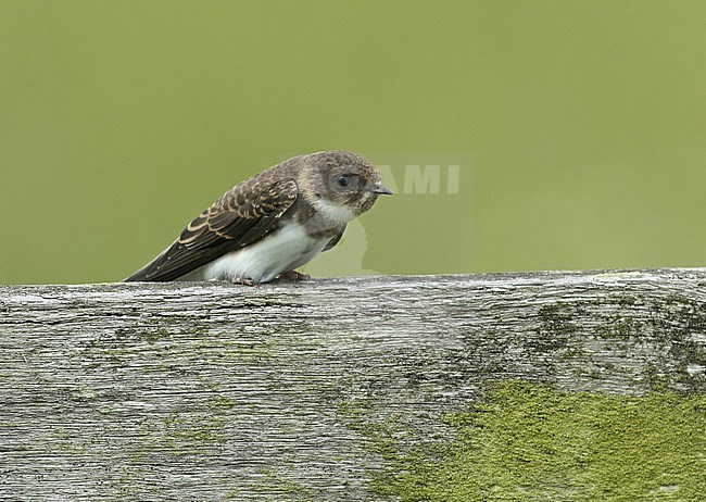 Juvenile Sand Martin resting on a wooden fence next to a meadow stock-image by Agami/Renate Visscher,