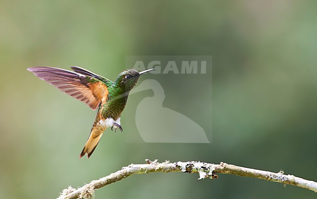Bruinstaart-hoornkolibrie, Buff-tailed Coronet, Boissonneaua flavescensa stock-image by Agami/Marc Guyt,