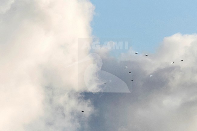 Red-throated Loon - Sterntaucher - Gavia stellata, Germany, migrating group stock-image by Agami/Ralph Martin,