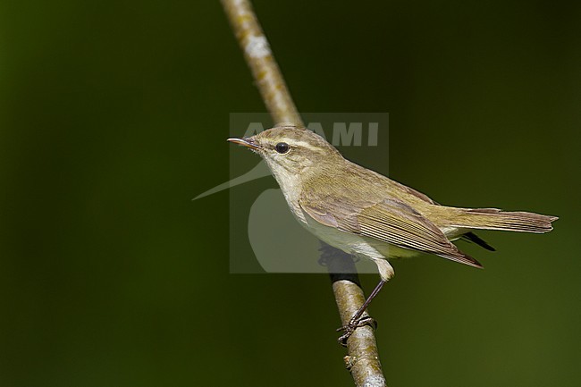 (Western) Greenish Warbler - GrÃ¼nlaubsÃ¤nger - Phylloscopus trochiloides ssp. viridianus, Germany stock-image by Agami/Ralph Martin,