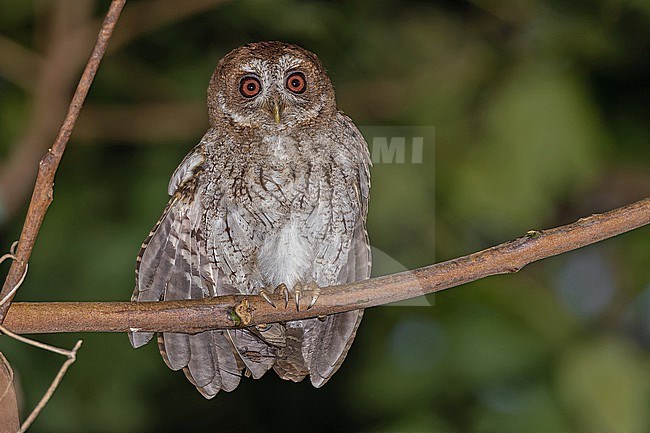 Puerto Rican Owl, Gymnasio nudipes, in Puerto Rico. stock-image by Agami/Pete Morris,