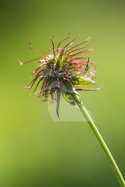 Wood Avens seed box stock-image by Agami/Wil Leurs,
