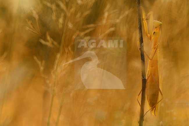Europese Bidsprinkhaan, Praying Mantis stock-image by Agami/Rob de Jong,