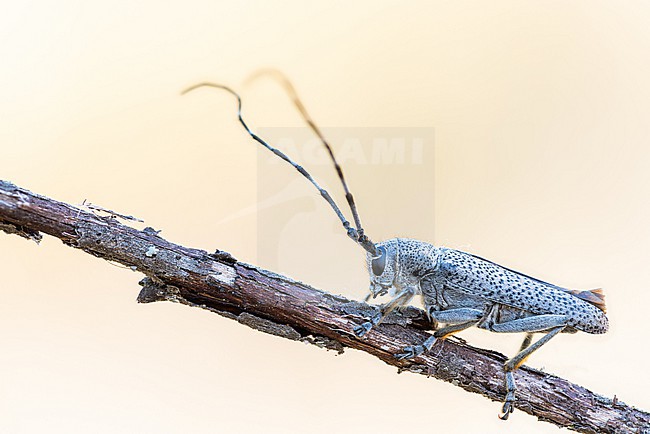 Saperda similis - Zitterpappelbock, Kazahkstan, imago stock-image by Agami/Ralph Martin,