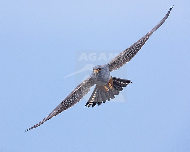 Red-footed Falcon (Falco vespertinus), front view of a 2nd cy male in flight, Campania, Italy stock-image by Agami/Saverio Gatto,