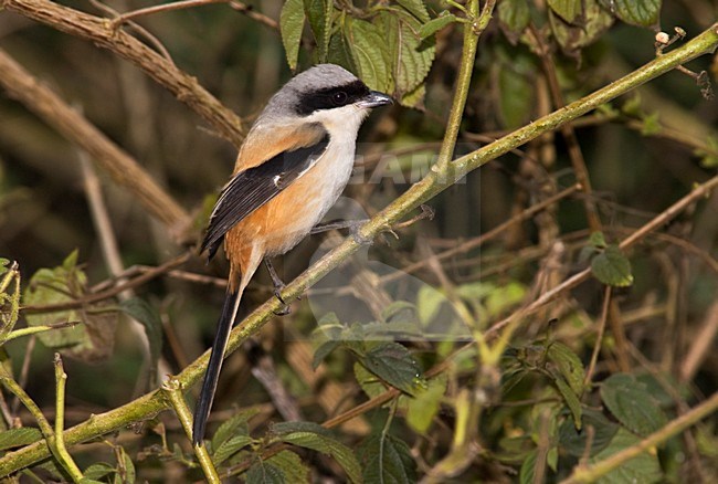 Langstaartklauwier, Long-tailed Shrike, Lanius schach stock-image by Agami/Marc Guyt,