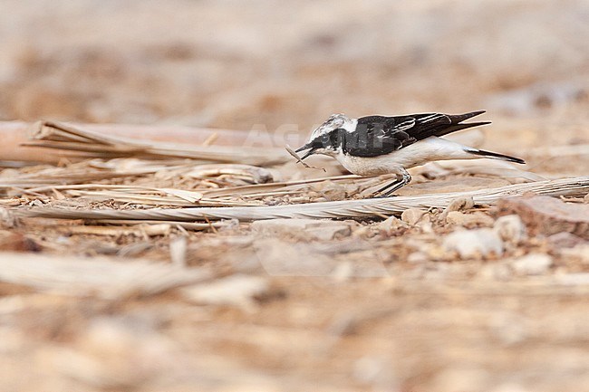 Vittata Pied Wheatear (Oenanthe pleschanka vittata) at KM20, near Eilat, Israel. First record for Israel stock-image by Agami/Marc Guyt,