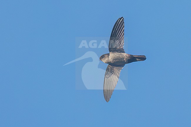 Philippine Swiftlet (Aerodramus mearnsi) in flight the Philippines stock-image by Agami/Dubi Shapiro,