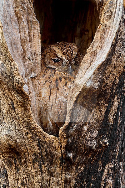 Madagascar Scops-Owl (Otus rutilus), recent lump of two endemic Scops-Owl spp., in a tree cavity in Kirindy, Madagascar stock-image by Agami/Tomas Grim,