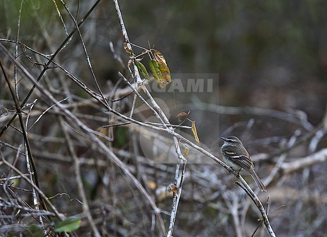 Fuscous Flycatcher (Cnemotriccus fuscatus bimaculatus) in a tree. stock-image by Agami/Andy & Gill Swash ,