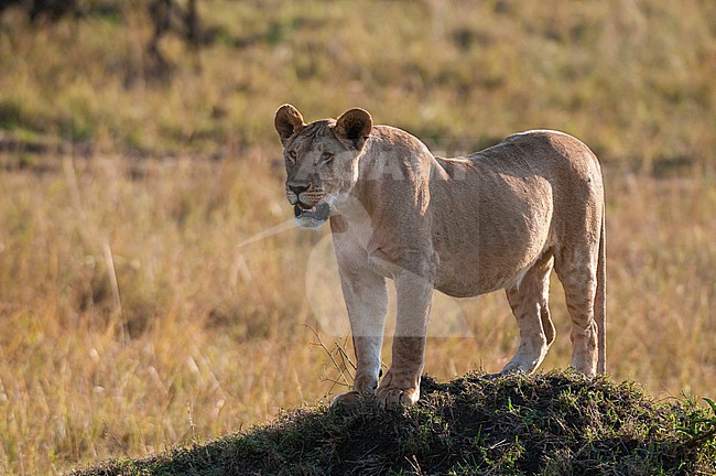 A lioness, Panthera leo, standing on a termite mound. Masai Mara National Reserve, Kenya. stock-image by Agami/Sergio Pitamitz,