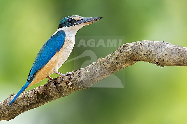 Sacred Kingfisher (Todiramphus sanctus) Perched on a branch by a river  in Papua New Guinea stock-image by Agami/Dubi Shapiro,