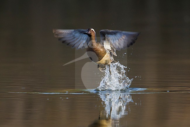 Zomertaling in vlucht, Garganey in flight stock-image by Agami/Daniele Occhiato,