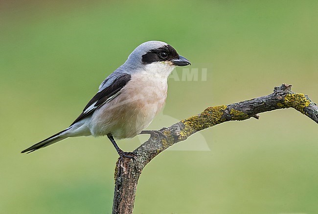 Lesser Grey Shrike (Lanius minor) adult perched stock-image by Agami/Alain Ghignone,
