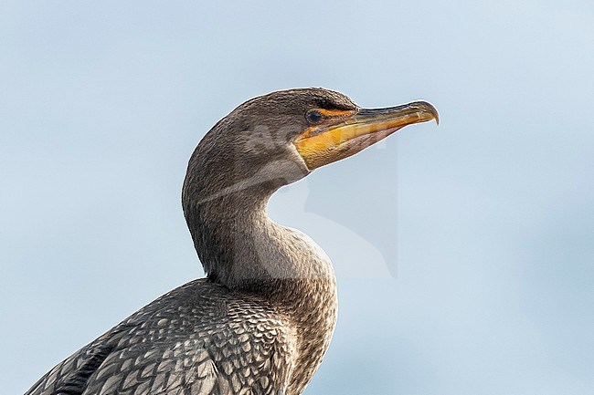 Closeup of First winter Double-crested Cormorant (Phalacrocorax auritus) perched on a rock in old harbour of Corvo, Azores, Portugal. stock-image by Agami/Vincent Legrand,