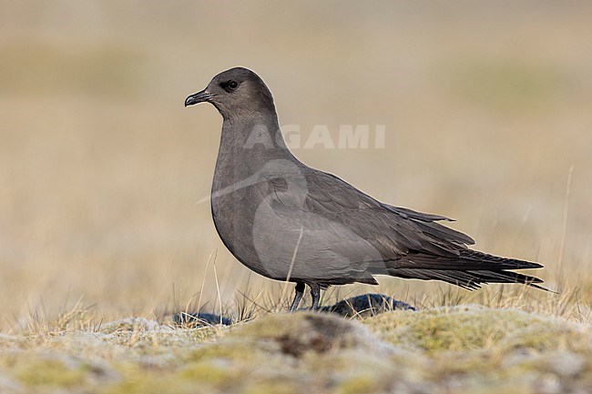 Parasitic Jaeger (Stercorarius parasiticus), side view of a dark morph adult standing on the ground, Southern Region, Iceland stock-image by Agami/Saverio Gatto,