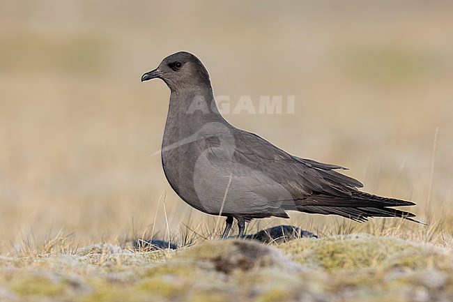 Parasitic Jaeger (Stercorarius parasiticus), side view of a dark morph adult standing on the ground, Southern Region, Iceland stock-image by Agami/Saverio Gatto,