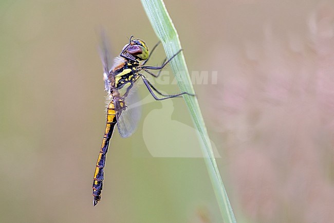 Black Darter hanging in the grass stock-image by Agami/Onno Wildschut,