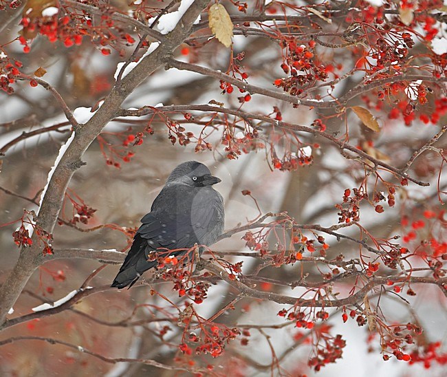 Common Jackdaw in tree with red berries, Kauw in boom met rode bessen stock-image by Agami/Markus Varesvuo,