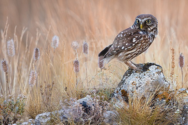 Little Owl (Athene noctua) in Italy. stock-image by Agami/Daniele Occhiato,