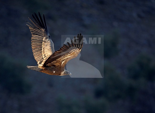 Vale Gier in de vlucht; Griffon Vulture in flight stock-image by Agami/Markus Varesvuo,