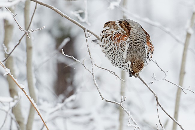 Hazelhoen foeragerend in besneeuwde struiken; Hazel Grouse feeding in snow covered trees stock-image by Agami/Markus Varesvuo,