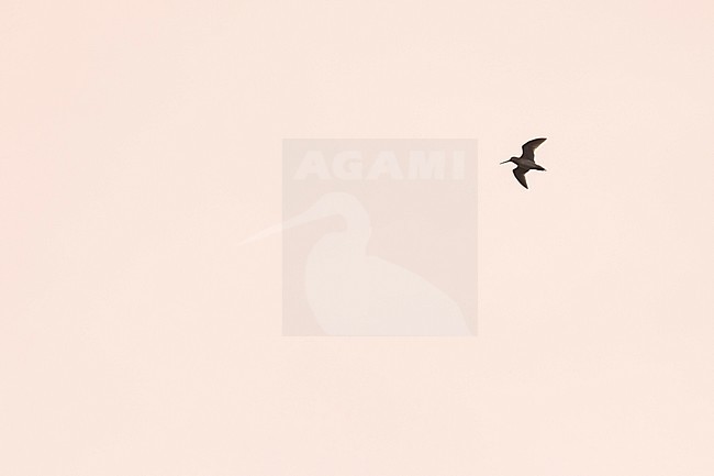 Adult Swinhoe's Snipe (Gallinago megala) in forest in Russia (Burjatia) in breeding plumage. Displaying overhead. stock-image by Agami/Ralph Martin,