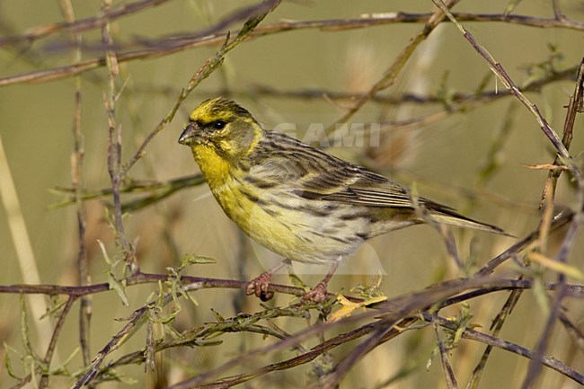 European Serin perched on a branch; Europese Kanarie zittend op een tak stock-image by Agami/Daniele Occhiato,