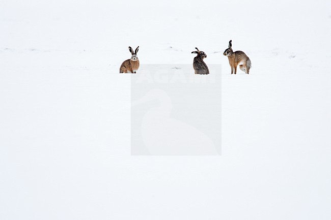 Europese Haas in de sneeuw, European Hare in the snow stock-image by Agami/Menno van Duijn,