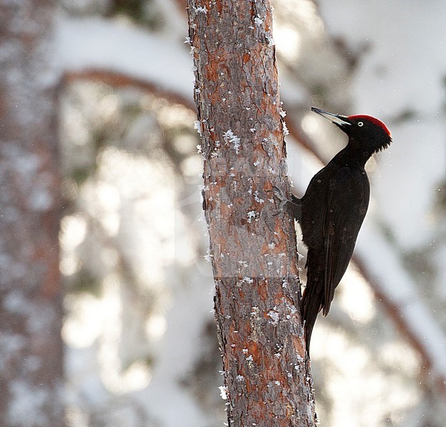 Black Woodpecker (Dryocopus martius) in Finnish taiga forest near Kuusamo during a harsh winter. Clinging vertically against a pine tree trunk in a dark forest covered in snow. stock-image by Agami/Marc Guyt,