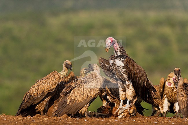 White-backed Vulture (Gyps africanus), Lappet-faced Vulture (Torgos tracheliotus) stock-image by Agami/Bence Mate,